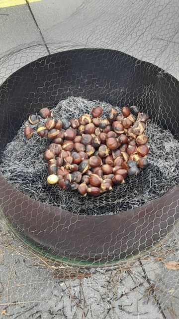Magusto Pinheiro 4